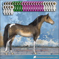 Horse Color:Buckskin Tobiano Rabicano 