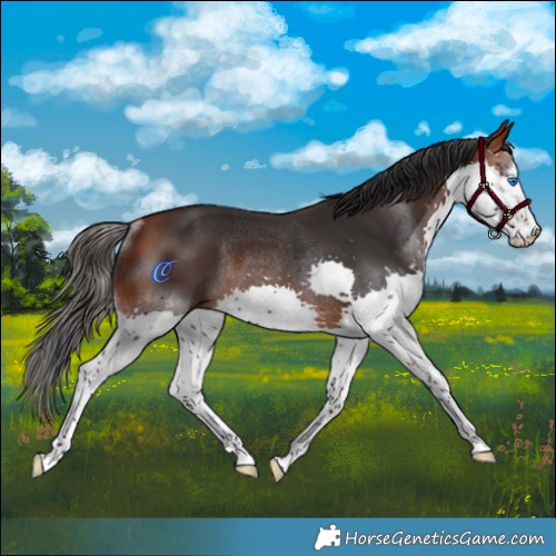 Horse Color:White Spotted Bay Splash Rabicano 