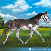 Horse Color:White Spotted Bay Splash Rabicano 