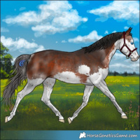 Horse Color:White Spotted Bay Splash Rabicano 