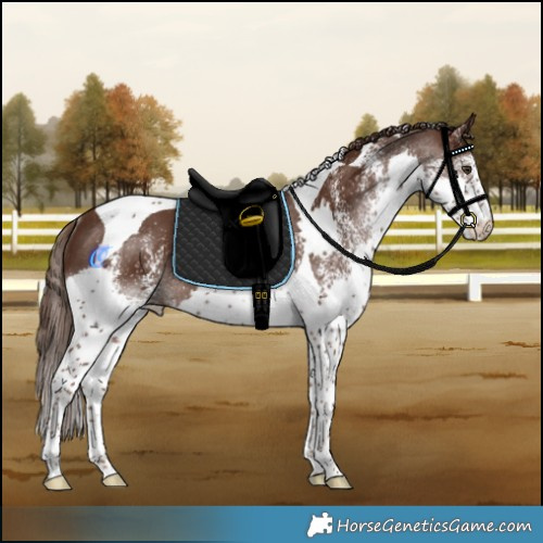 Horse Color:White Spotted Liver Chestnut Splash Tobiano Rabicano