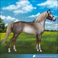 Horse Color:Gray Chocolate Palomino 
