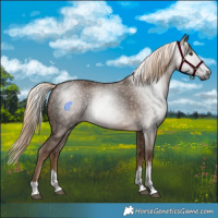 Horse Color:Gray Chocolate Palomino 