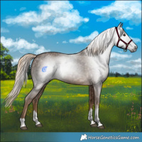 Horse Color:Gray Chocolate Palomino 