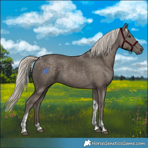 Horse Color:Silver Smoky Black Tobiano
