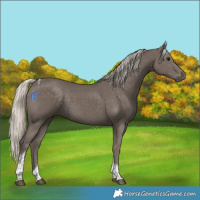 Horse Color:Silver Smoky Black Tobiano