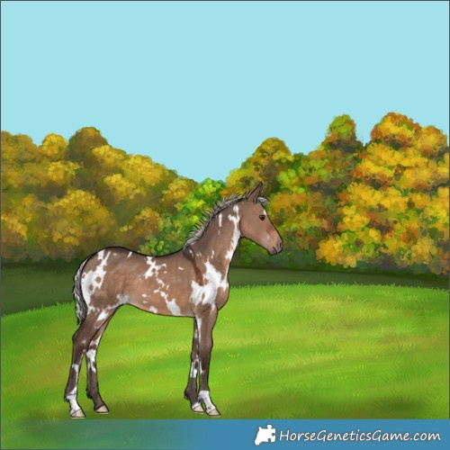 Horse Color:White Spotted Silver Brown Dun 