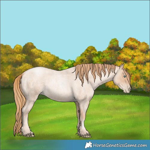 Horse Color:Gold Champagne Roan Pearl Rabicano  and Gold Champagne Roan Pearl Rabicano 