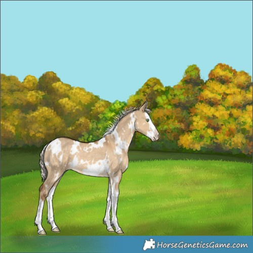 Horse Color:White Spotted Chocolate Palomino Dun Splash Rabicano 