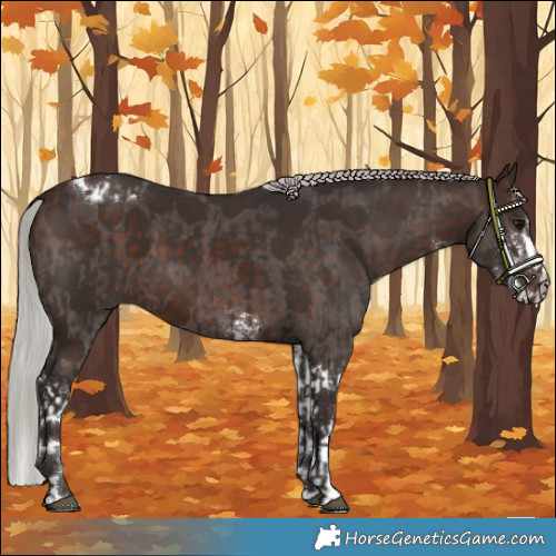 Horse Color:Silver Brown Sabino Rabicano  and Silver Brown Sabino Splash Tobiano 
