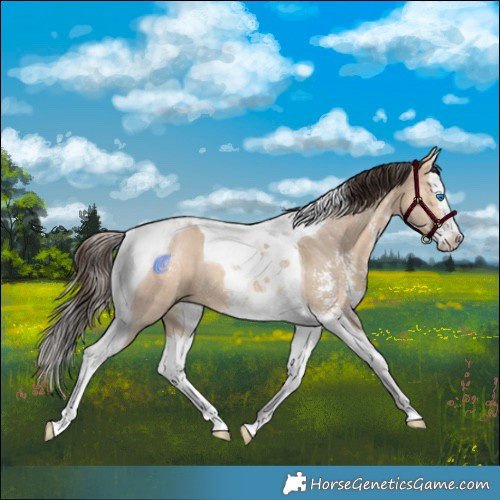 Horse Color:Bay Dun Sabino Splash Tobiano Rabicano