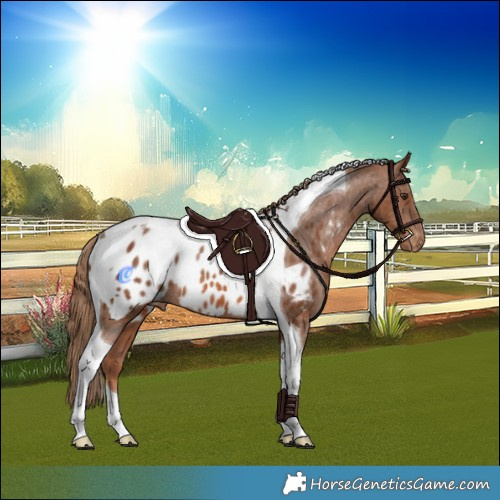 Horse Color:Chestnut Tobiano Appaloosa Rabicano 