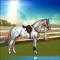 Horse Color:Chestnut Tobiano Appaloosa Rabicano