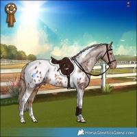 Horse Color:Chestnut Tobiano Near Leopard Rabicano