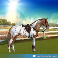 Horse Color:Chestnut Tobiano Appaloosa Rabicano 