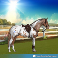 Horse Color:Chestnut Tobiano Appaloosa Rabicano 