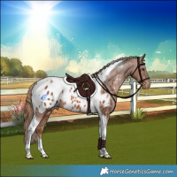 Horse Color:Chestnut Tobiano Appaloosa Rabicano 