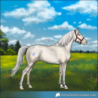 Horse Color:Silver Buckskin Pearl Dun Tobiano Appaloosa Rabicano 