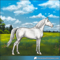 Horse Color:Silver Buckskin Pearl Dun Tobiano Appaloosa Rabicano 