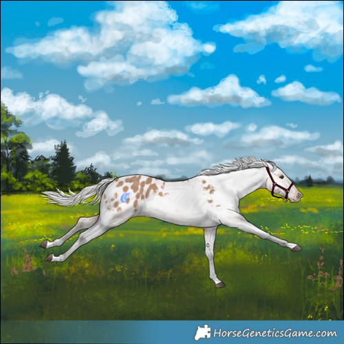 Horse Color:Silver Brown Dun Tobiano Appaloosa Rabicano 