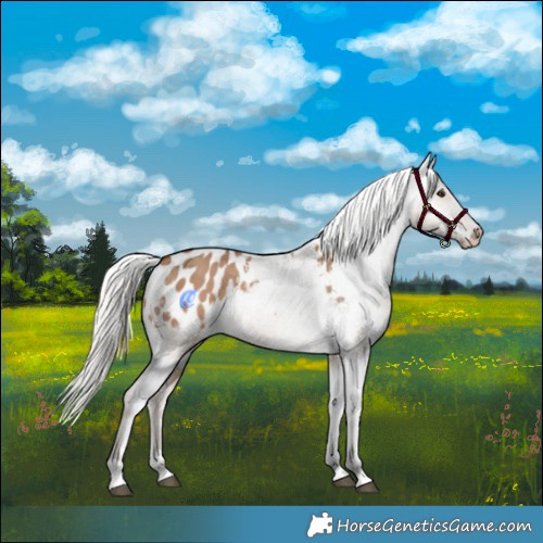 Horse Color:Silver Brown Dun Tobiano Appaloosa Rabicano 
