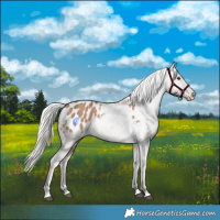 Horse Color:Silver Brown Dun Tobiano Appaloosa Rabicano 