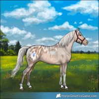 Horse Color:Silver Brown Dun Tobiano Appaloosa Rabicano 
