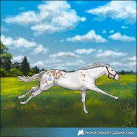 Horse Color:Silver Brown Dun Tobiano Appaloosa Rabicano 