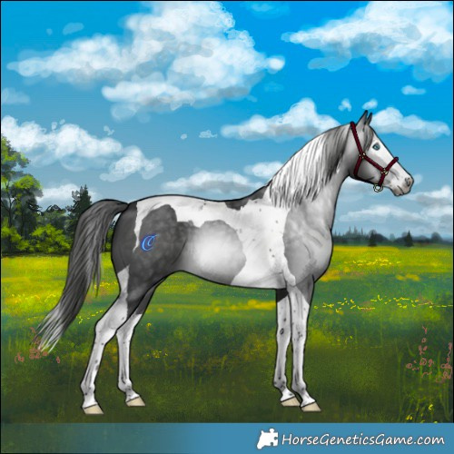 Horse Color:Gray Black Splash Tobiano 