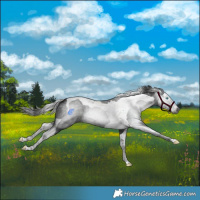 Horse Color:Gray Black Splash Tobiano 