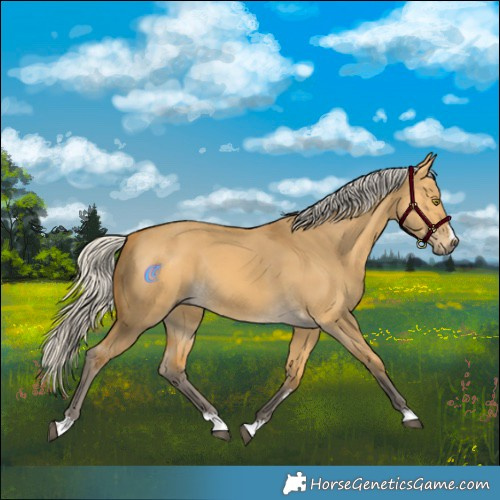 Horse Color:Silver Buckskin Dun Rabicano 