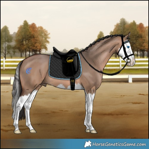 Horse Color:Bay Dun Splash 