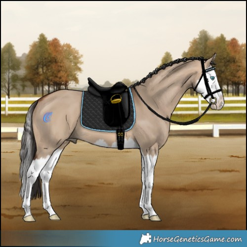 Horse Color:Bay Dun Splash 