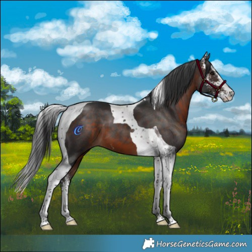 Horse Color:Brown Sabino Tobiano 
