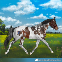 Horse Color:White Spotted Brown Tobiano 