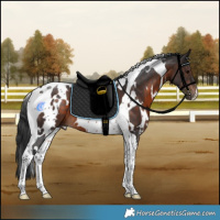 Horse Color:White Spotted Brown Tobiano 