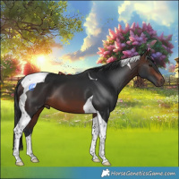 Horse Color:Brown Tobiano 