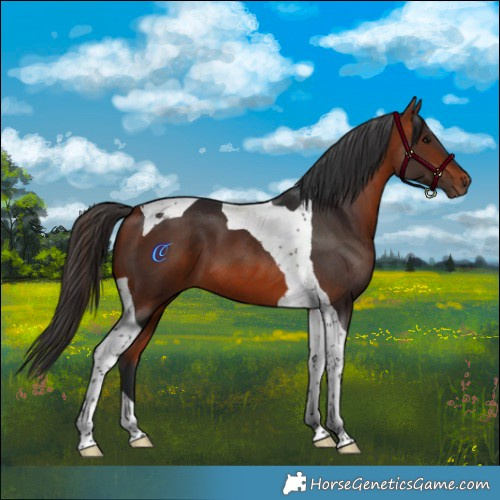 Horse Color:Bay Tobiano 
