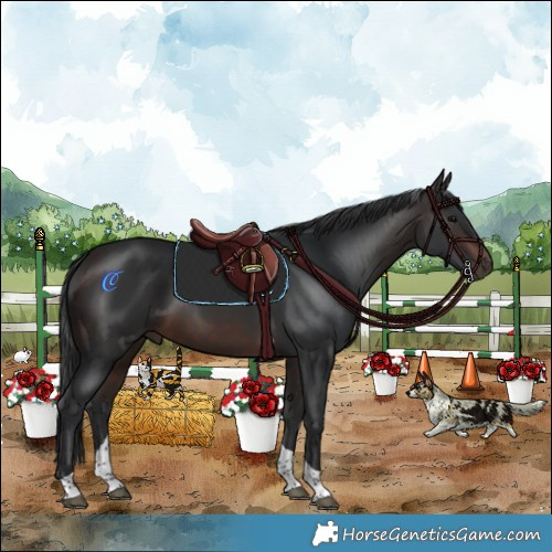 Horse Color:Brown Tobiano 