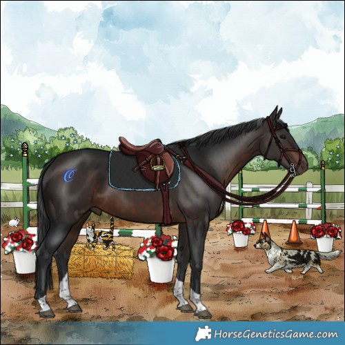 Horse Color:Brown Tobiano