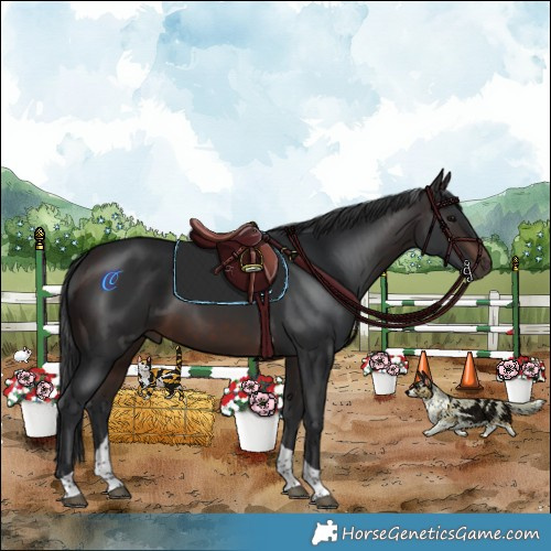 Horse Color:Brown Tobiano 