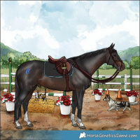 Horse Color:Brown Tobiano 