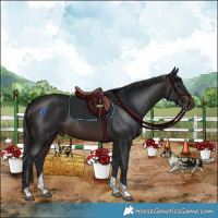 Horse Color:Brown Tobiano 