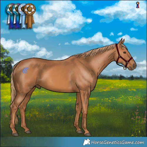 Horse Color:Chestnut 