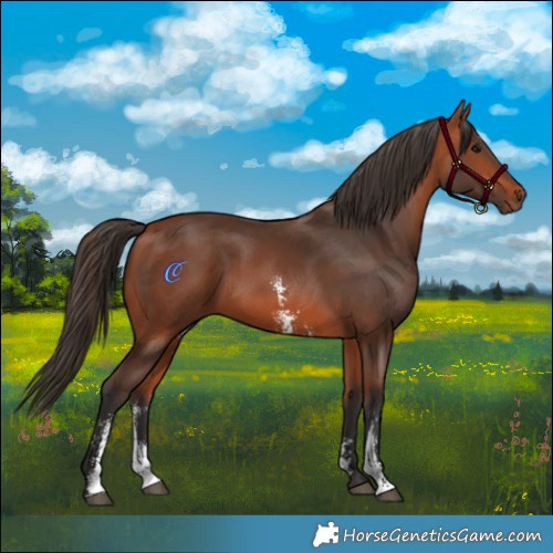 Horse Color:Bay Sabino 