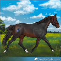 Horse Color:Brown 