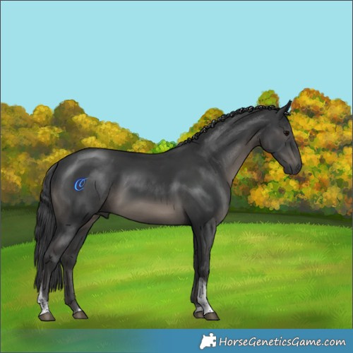 Horse Color:Black Tobiano Rabicano