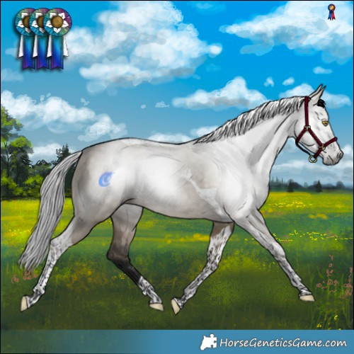 Horse Color:Gray Brown Dun Tobiano Appaloosa 