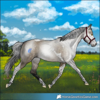 Horse Color:Gray Brown Dun Tobiano Appaloosa 