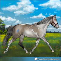 Horse Color:Gray Brown Dun Tobiano Appaloosa